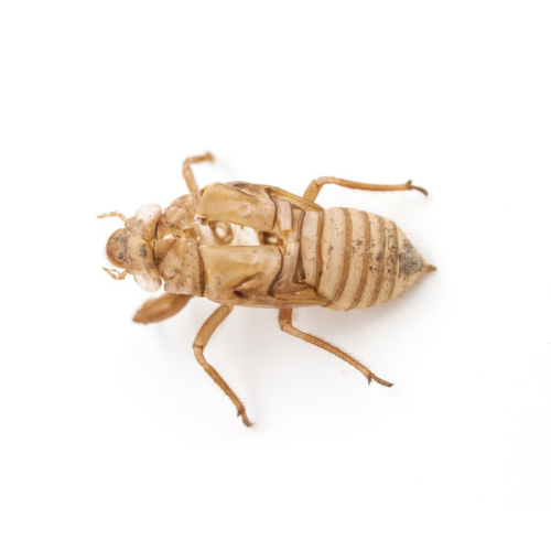 Top Quality Cicadae Periostracum